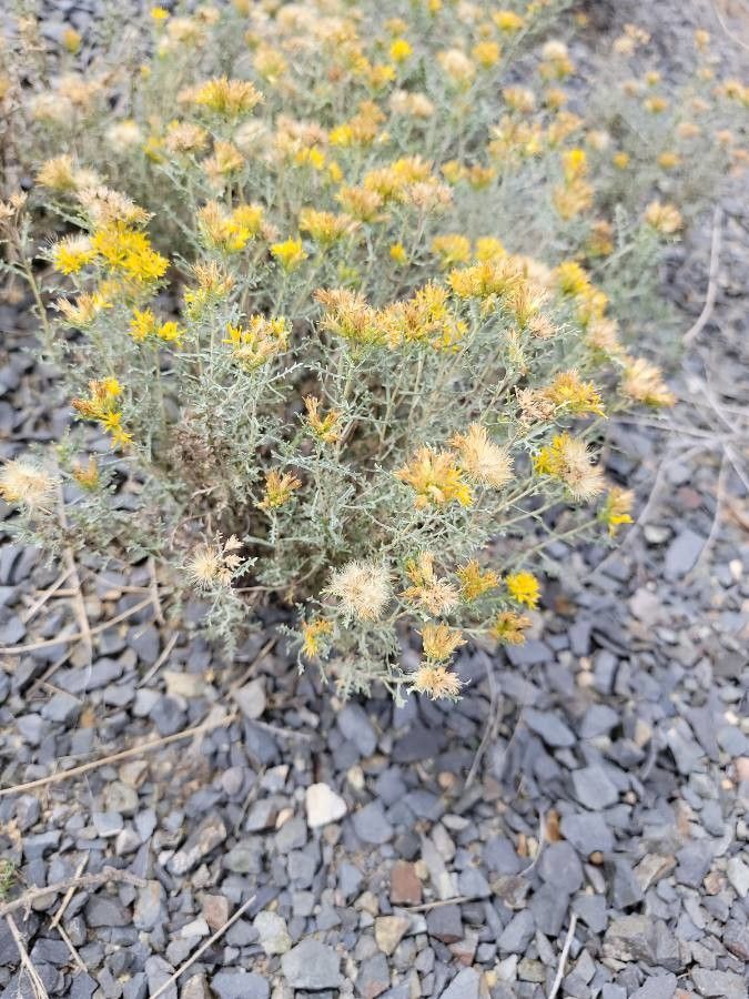 Isocoma acradenia flower