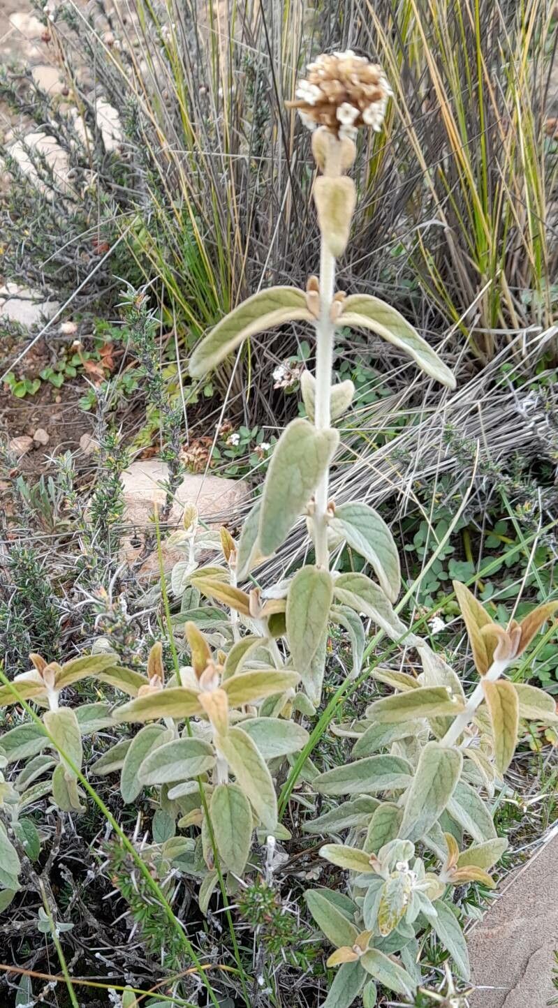 Buddleja aromatica habit