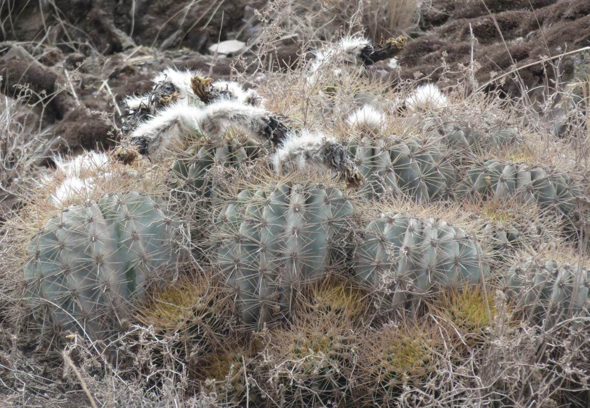 Soehrensia smrziana habit