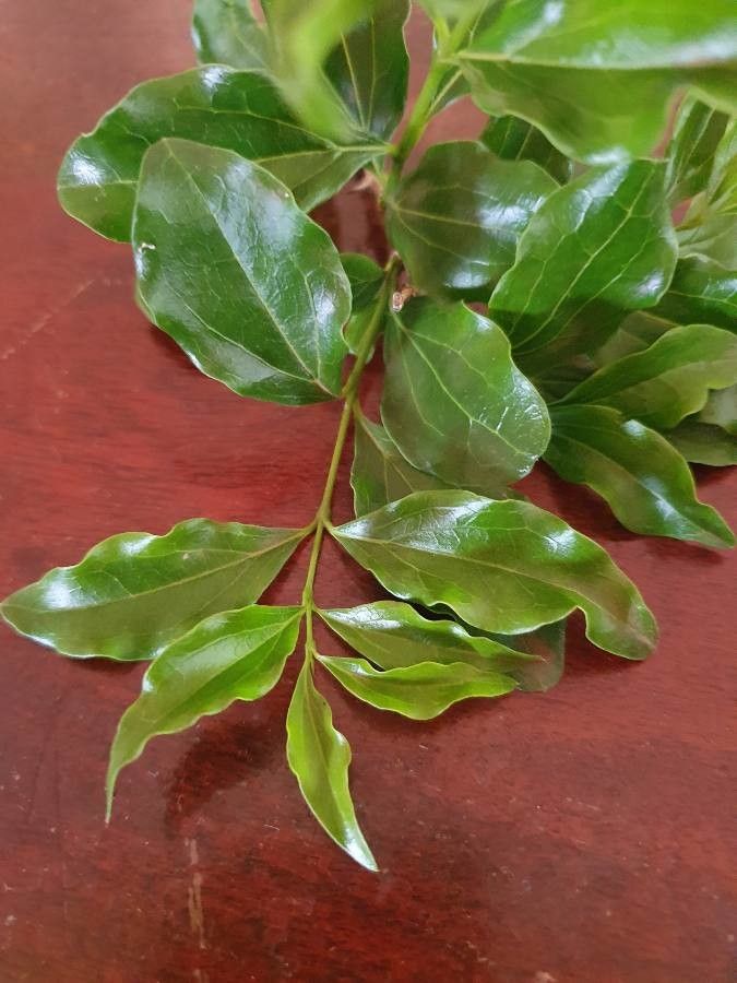 Strychnos spinosa — houseplant care guide