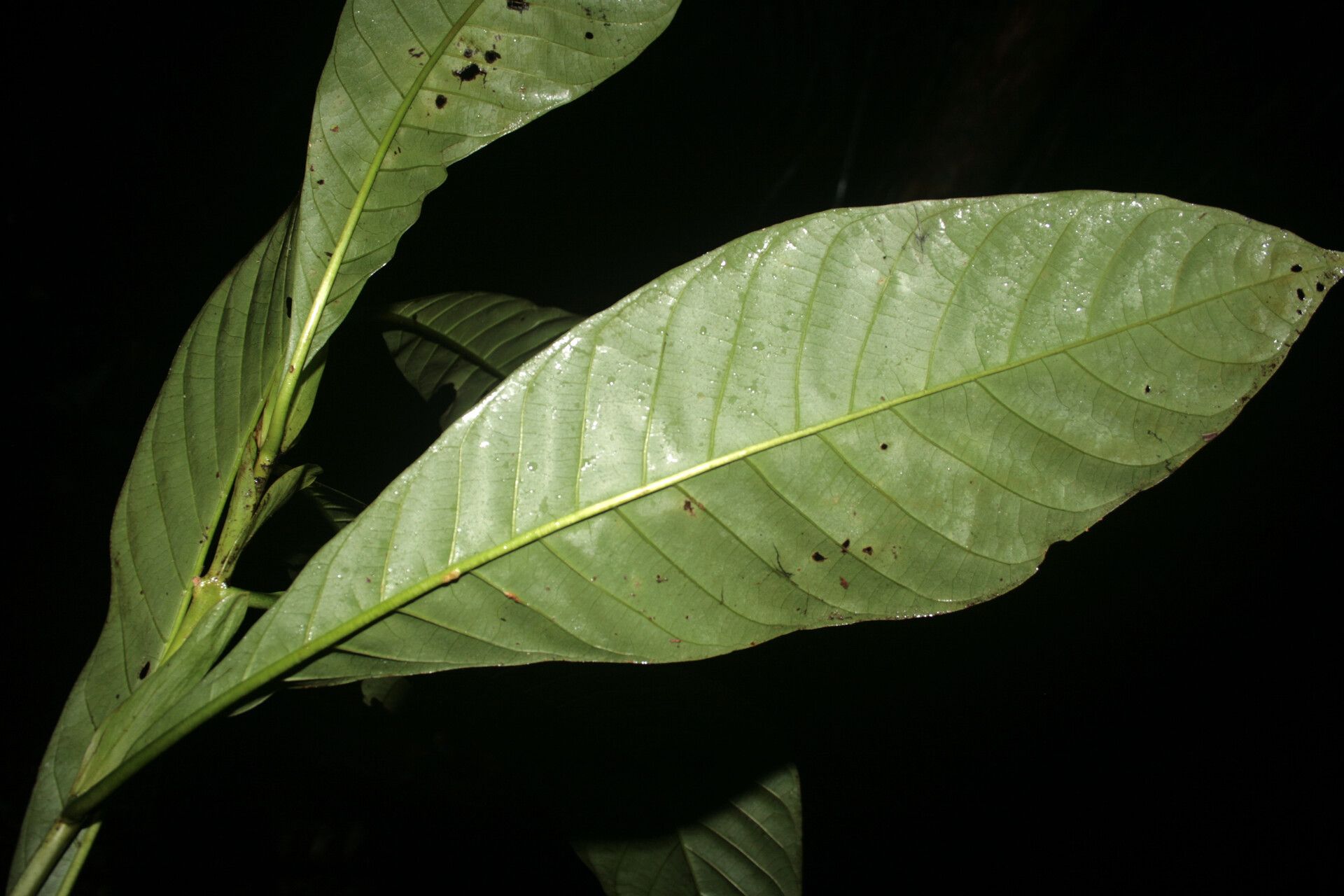 Capirona macrophylla — related species from the same genus