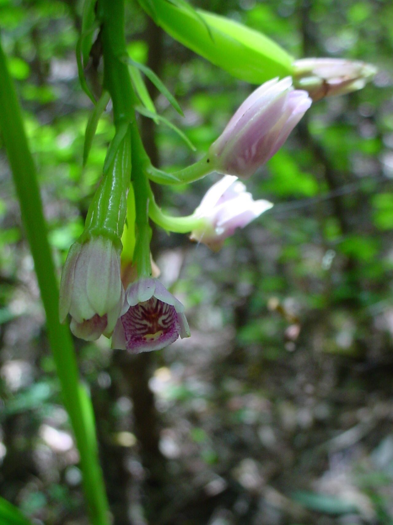 Eulophia cernua flower