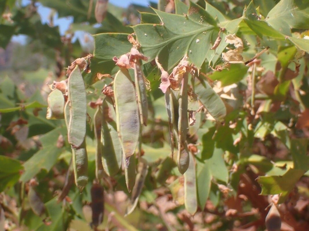 Bossiaea bossiaeoides fruit