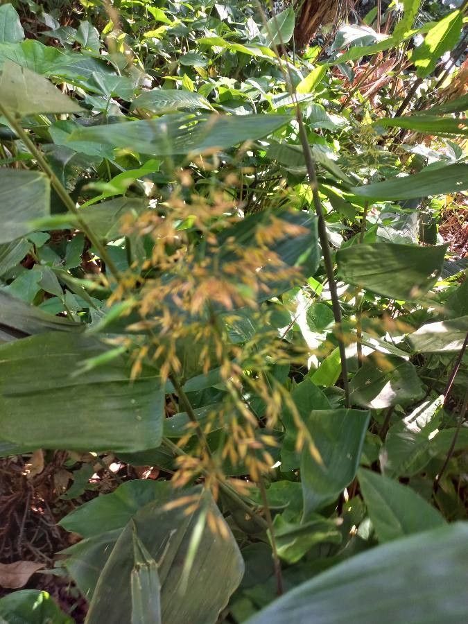 Setaria sulcata flower
