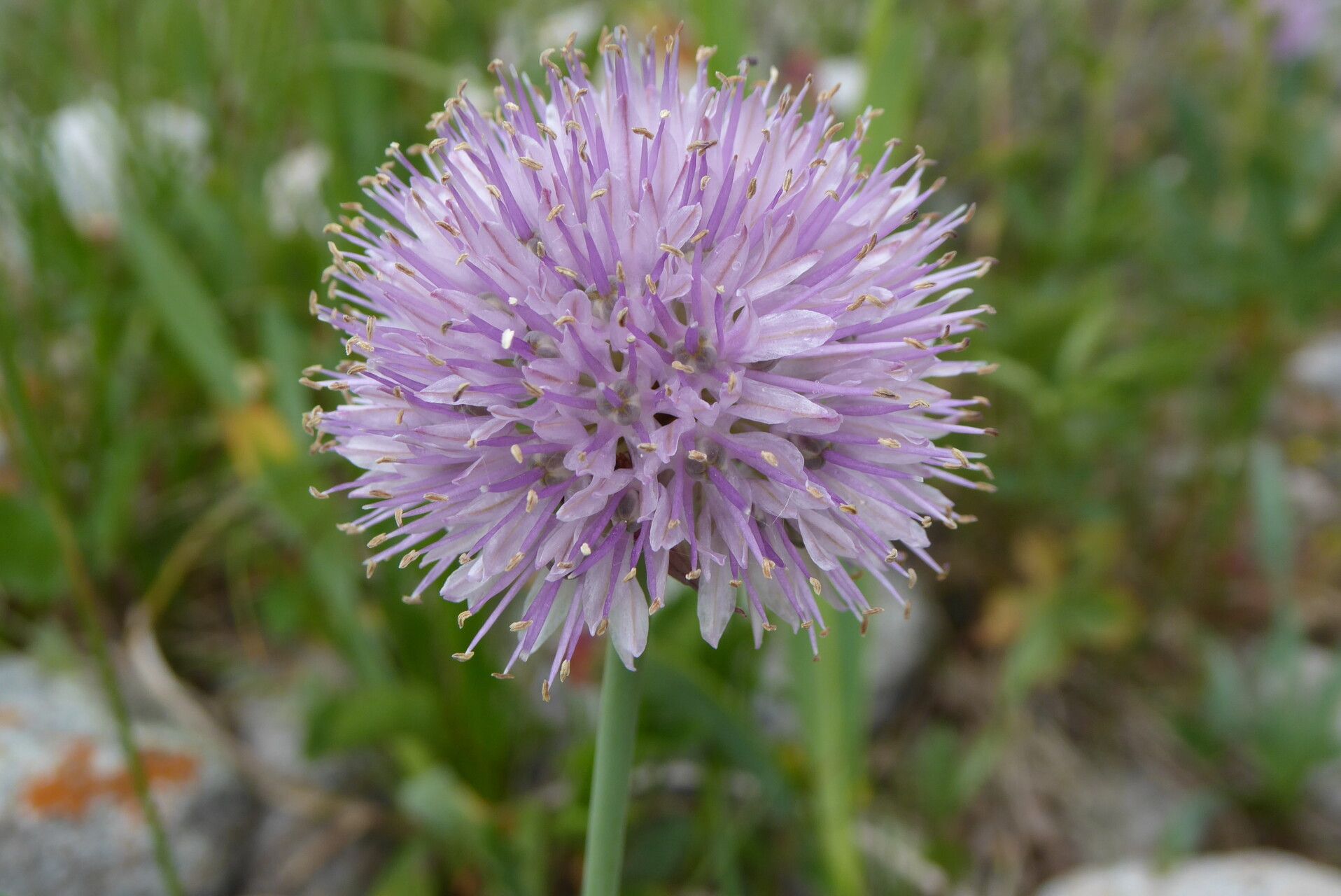 Allium platyspathum — houseplant care guide