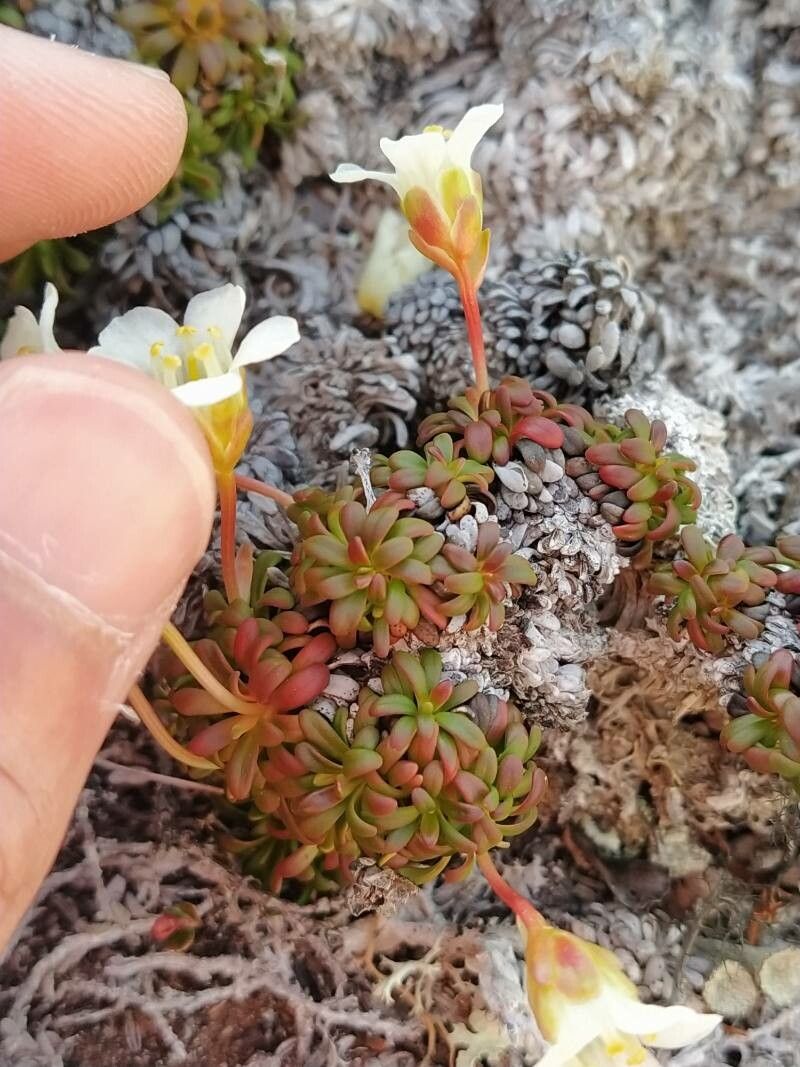 Diapensia lapponica — search result for 'Sweden'