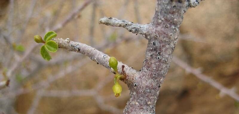 Commiphora namaensis fruit