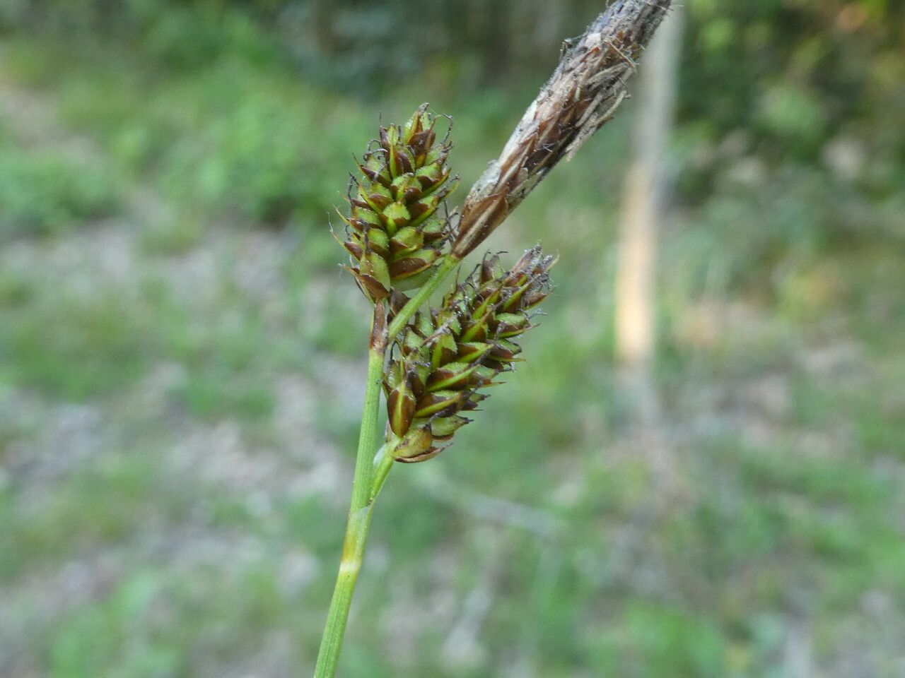 Carex depressa bark