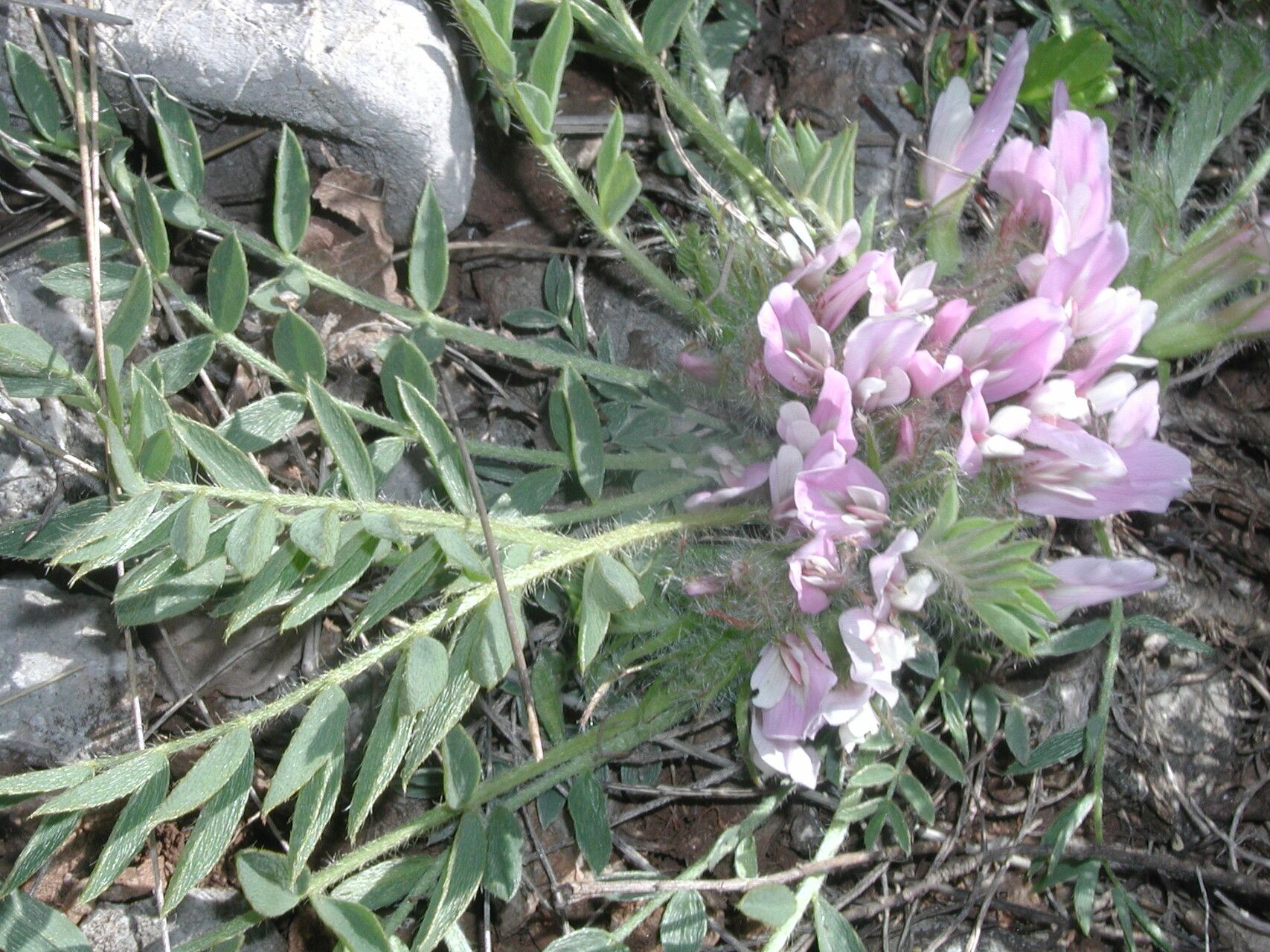Astragalus wilmottianus — houseplant care guide