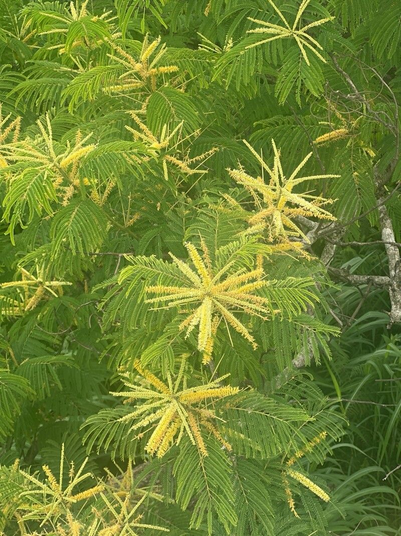 Senegalia ataxacantha flower