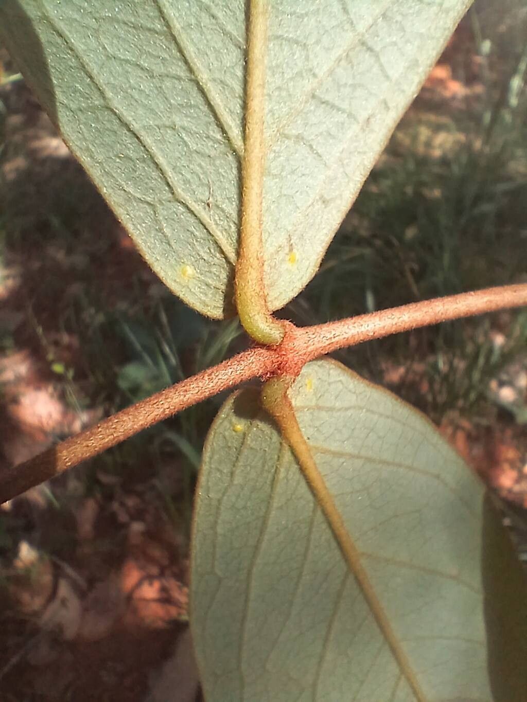 Heteropterys oberdanii — houseplant care guide