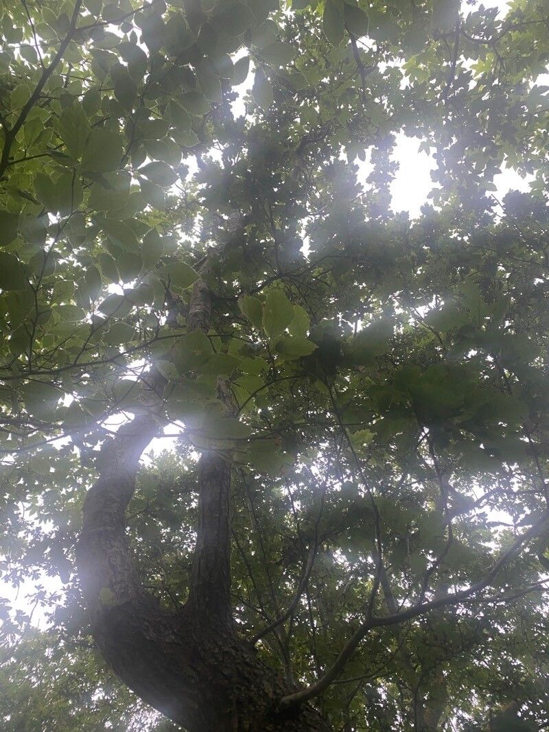 Quercus segoviensis leaf