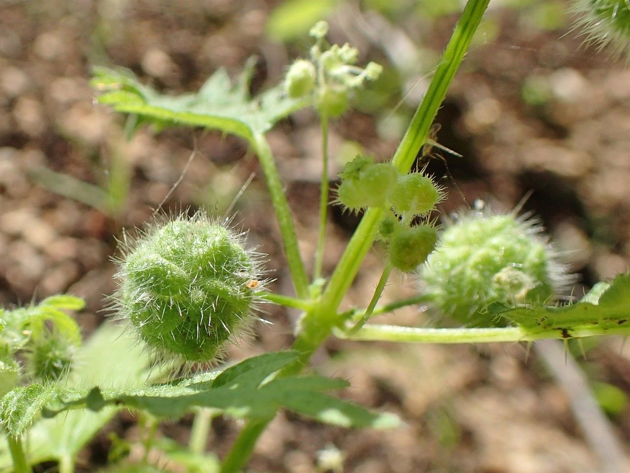 Urtica pilulifera fruit