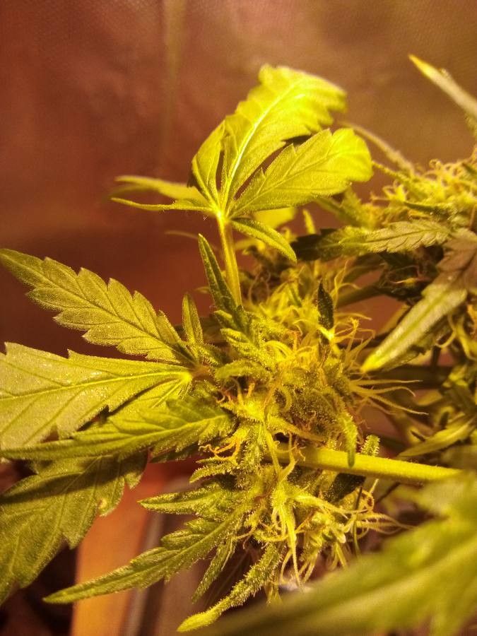 Cannabis indica flower