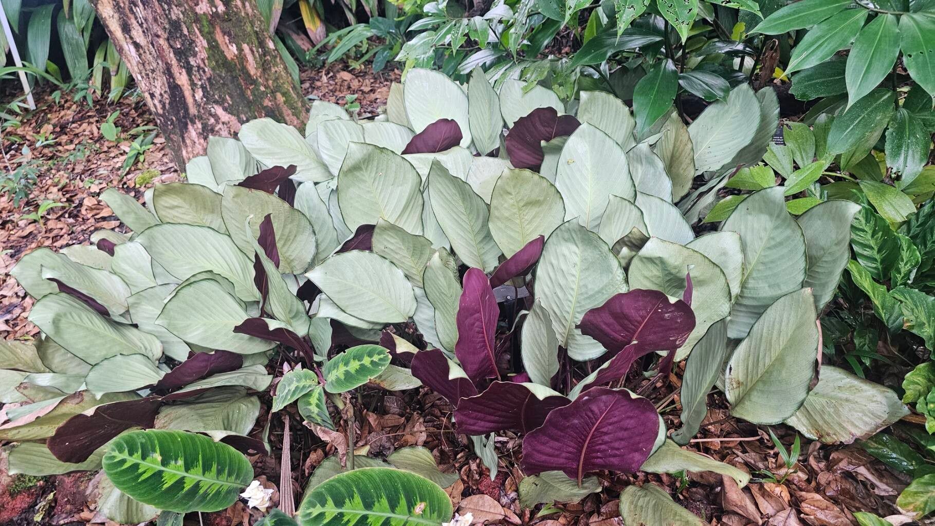 Goeppertia lanata leaf