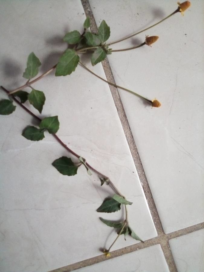 Acmella oppositifolia leaf