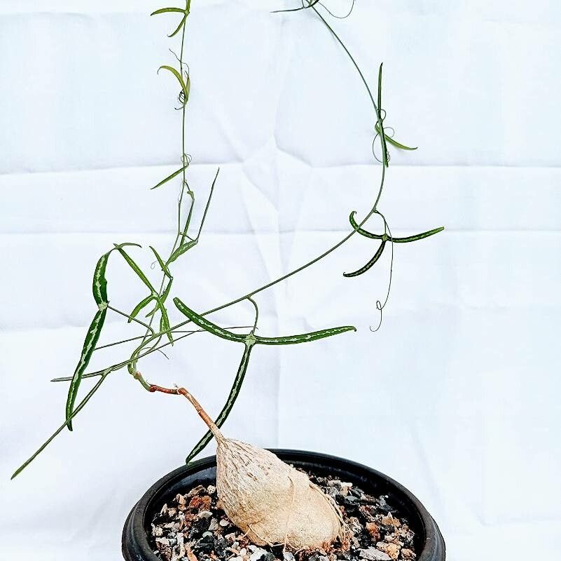 Adenia kirkii — houseplant care guide