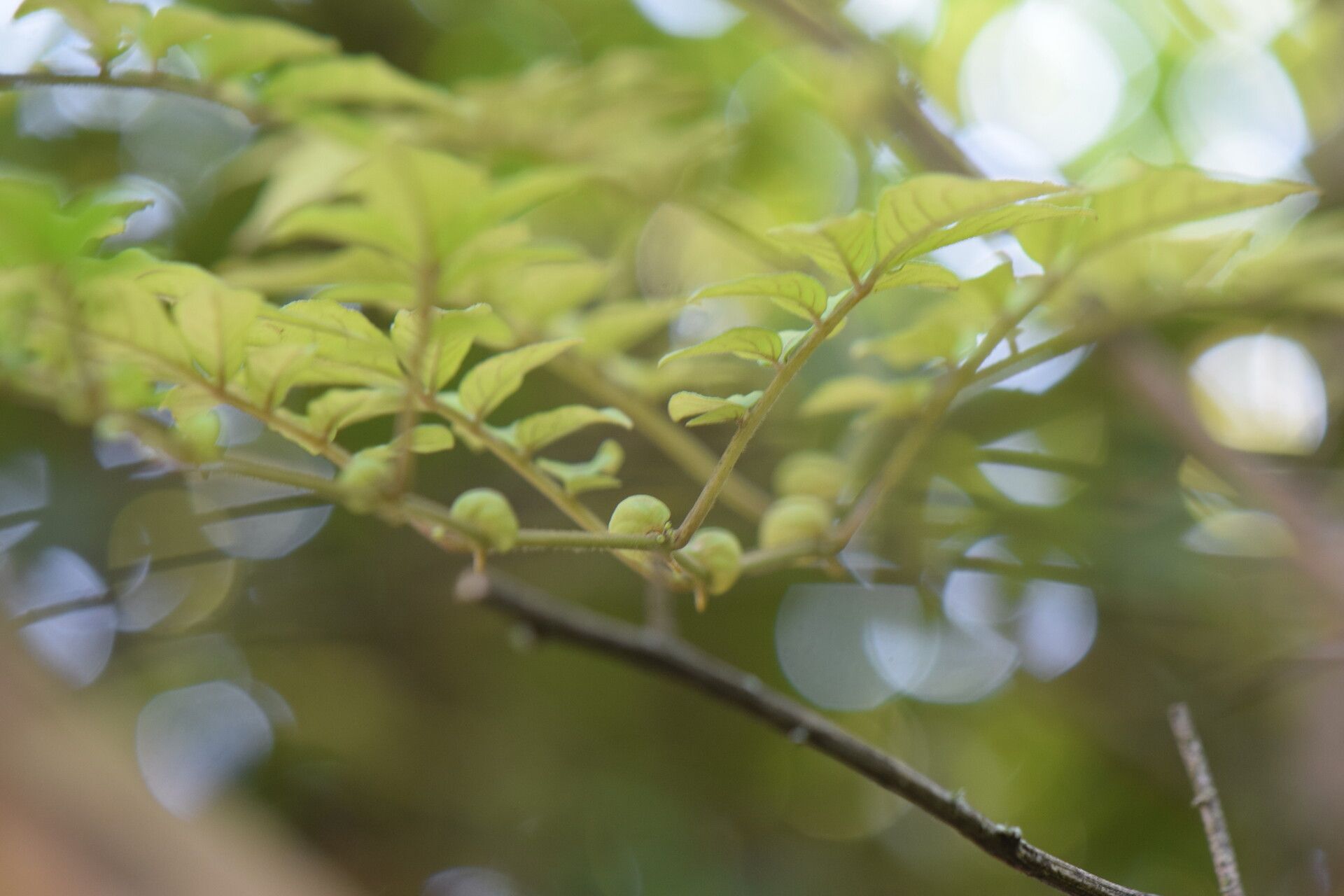 Solanum skutchii leaf