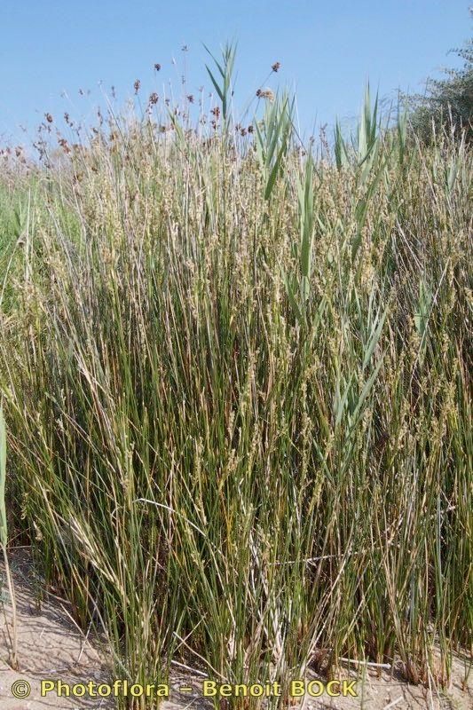 Juncus littoralis habit