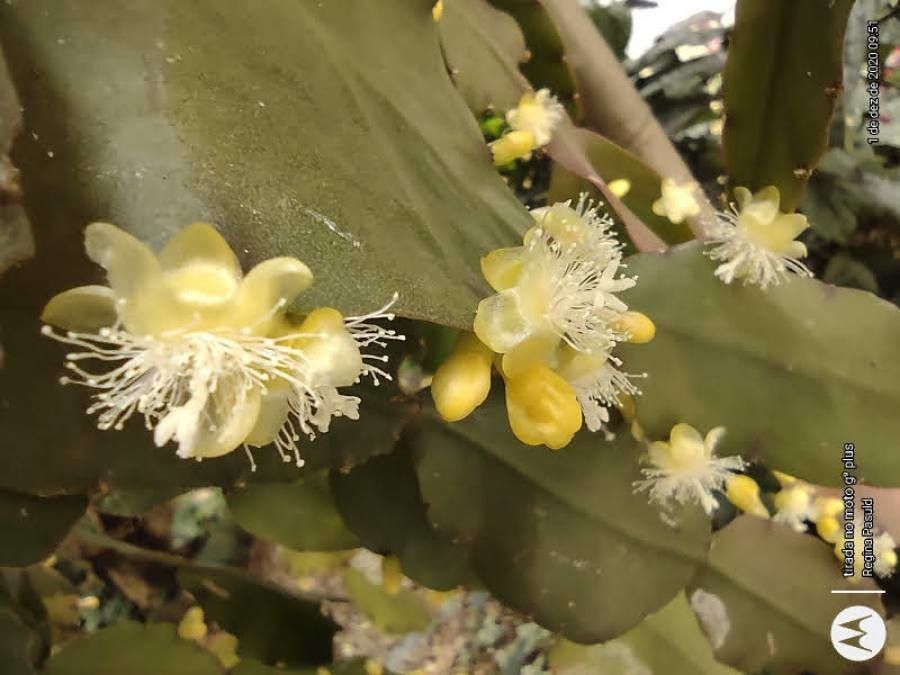 Rhipsalis elliptica flower