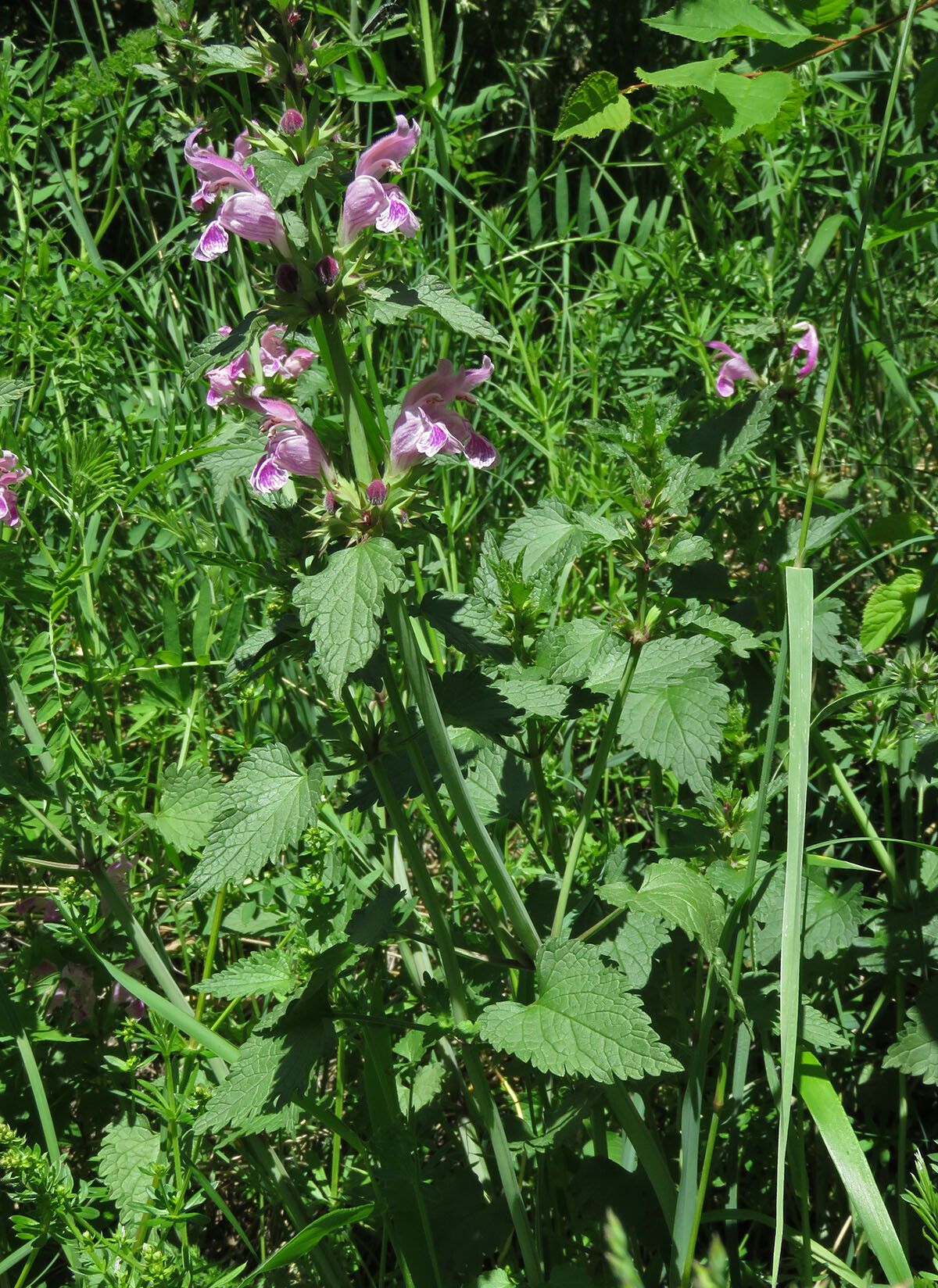 Lamium garganicum habit