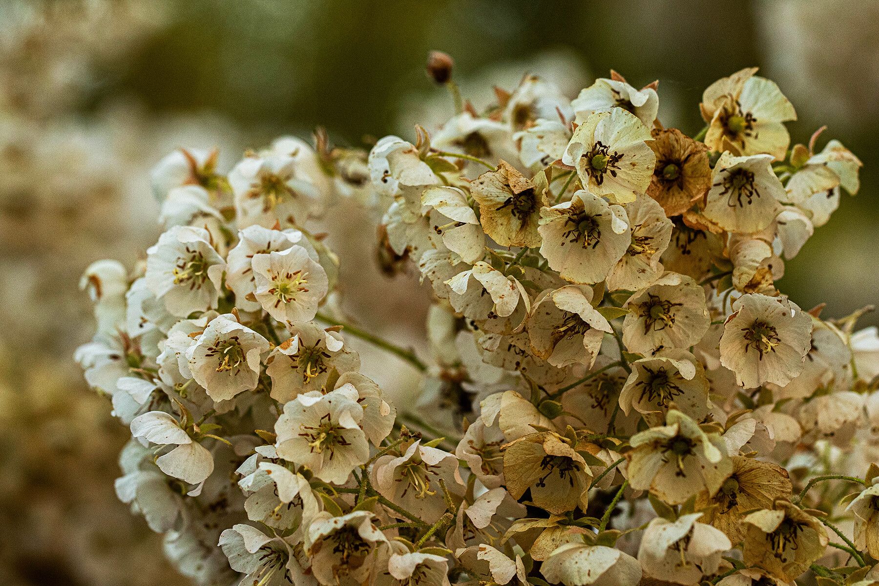 Dombeya shupangae flower