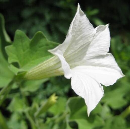 Exodeconus miersii flower