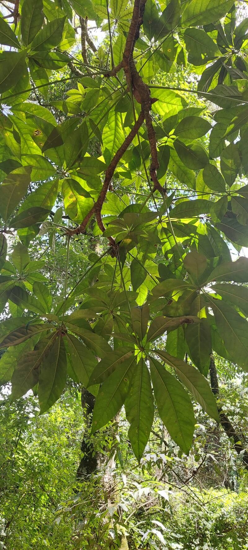 Oreopanax xalapensis leaf