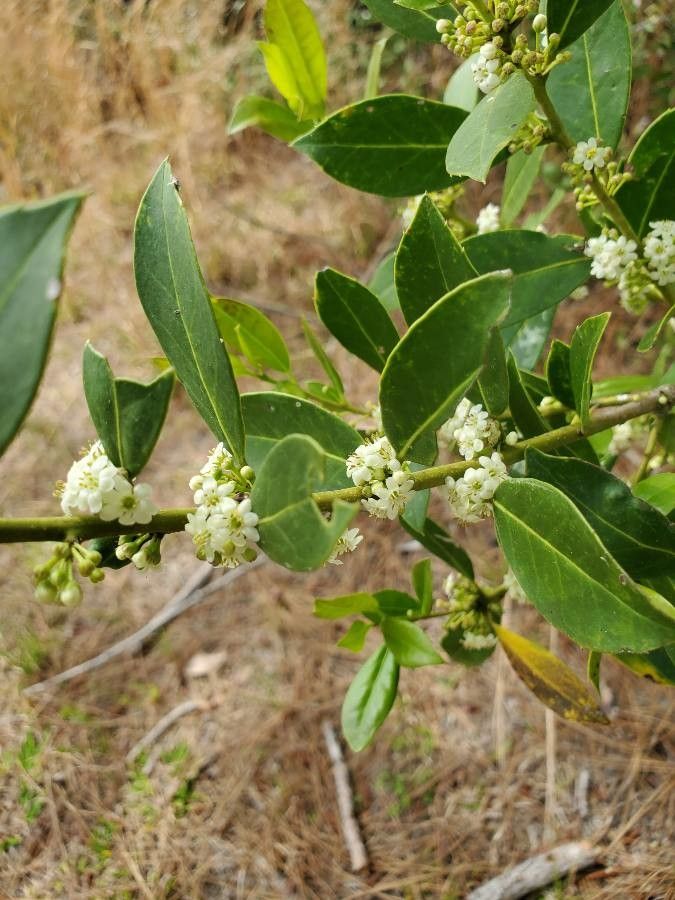 Ilex coriacea flower