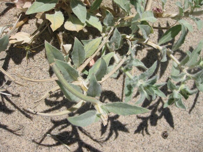 Oenothera californica habit