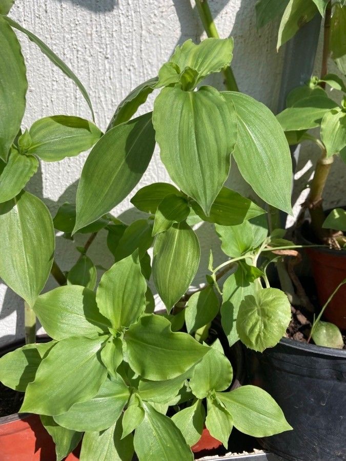 Tinantia erecta — related species from the same genus