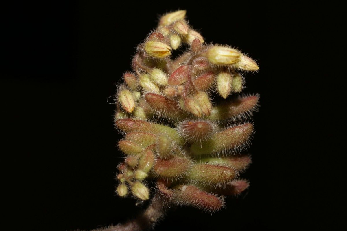 Sedum pubescens fruit