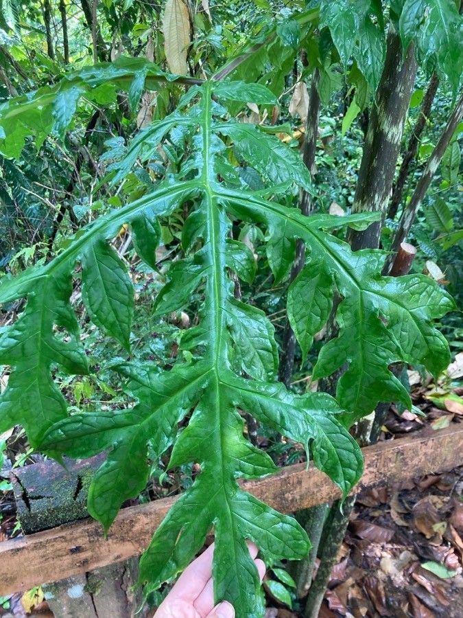 Dracontium gigas — related species from the same genus