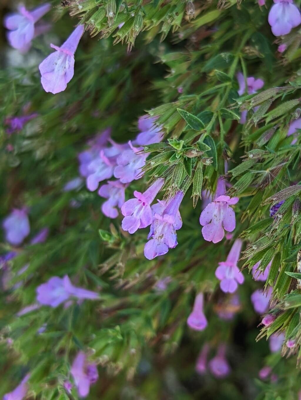 Micromeria croatica flower