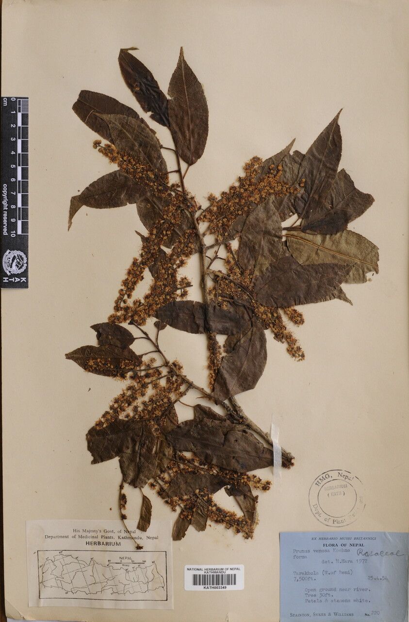 Prunus undulata — search result for 'Laos'