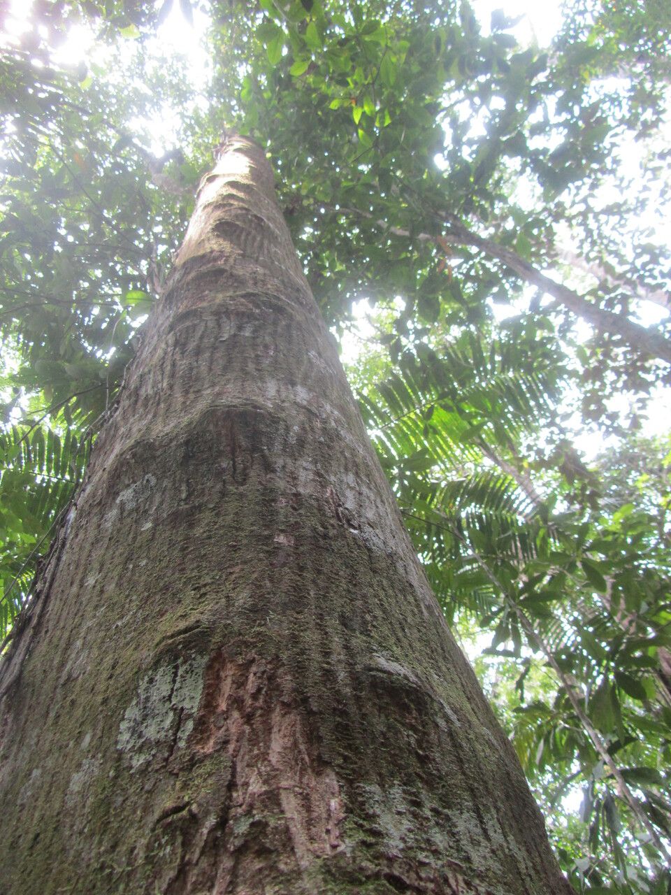 Ruptiliocarpon caracolito bark