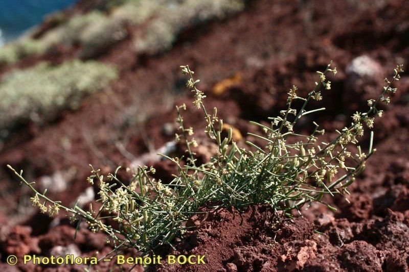 Reseda scoparia other