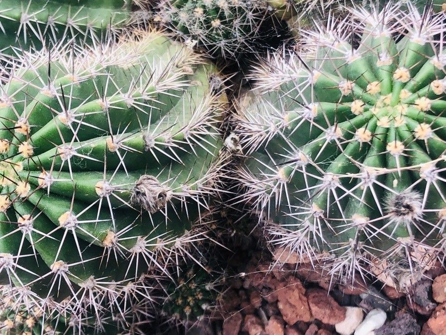 Echinopsis huotii — search result for 'Echinopsis'