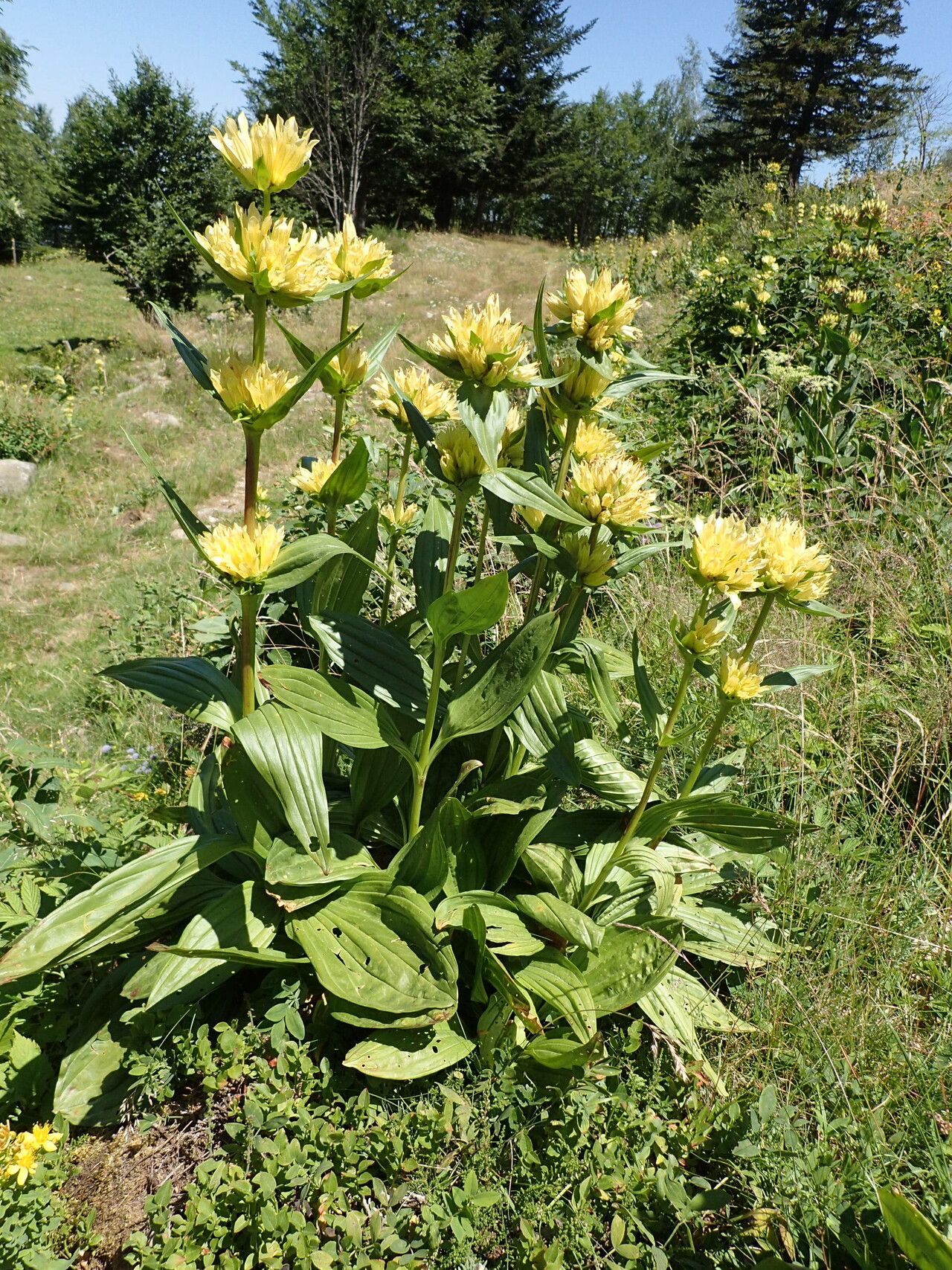 Gentiana burseri habit