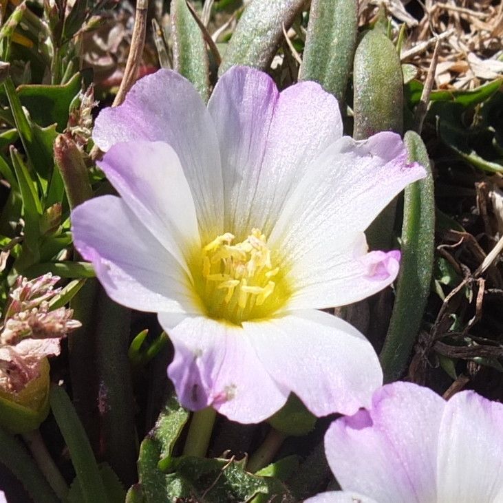 Calandrinia affinis flower