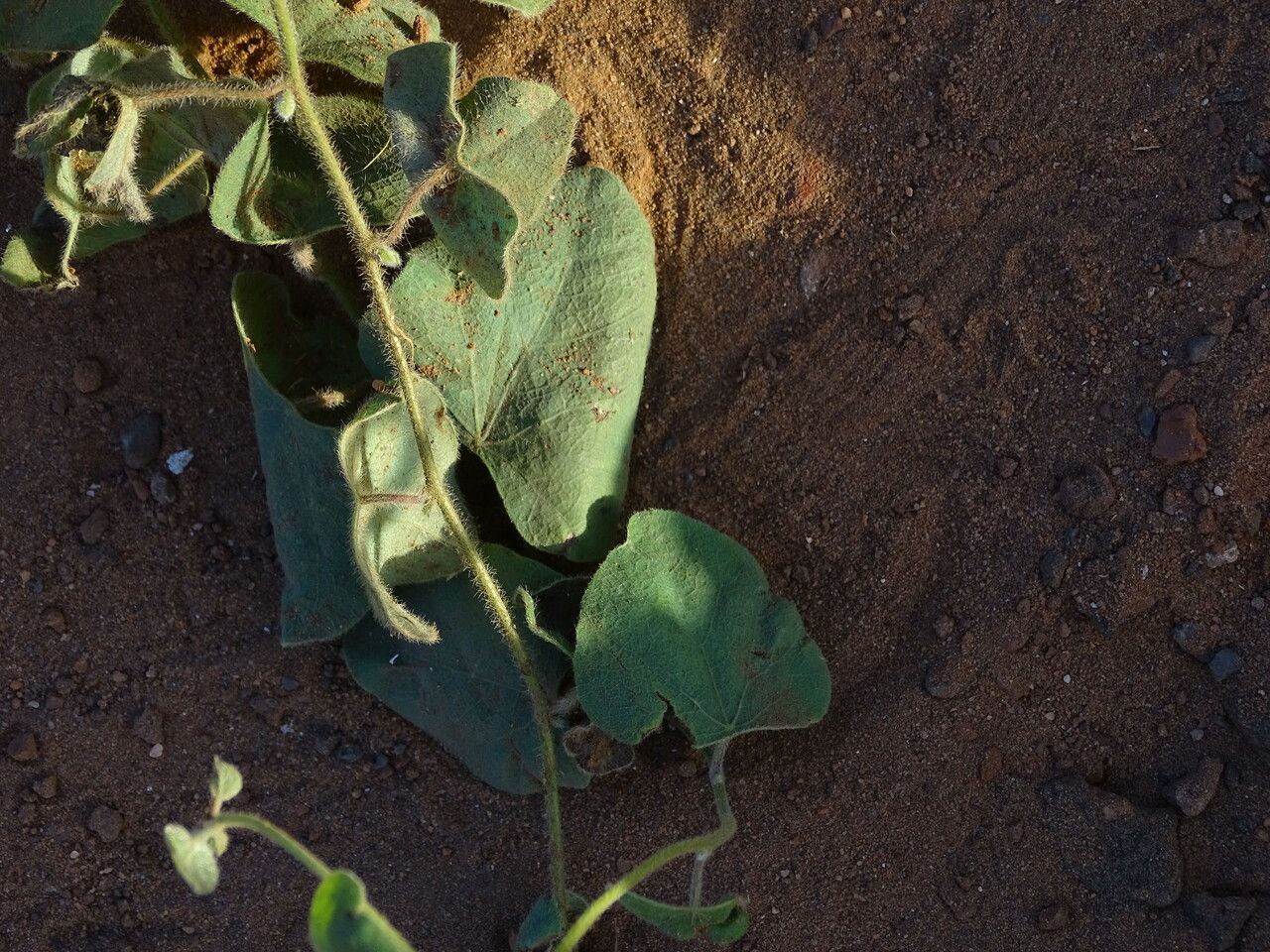 Ipomoea involucrata habit
