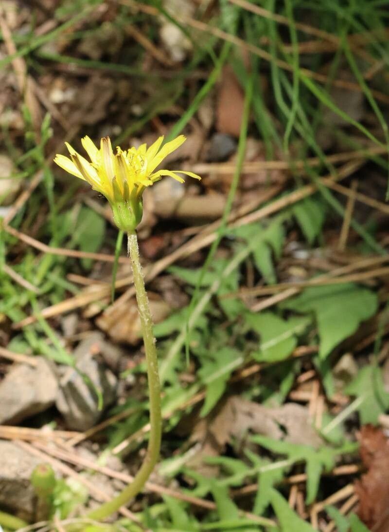 Taraxacum japonicum flower