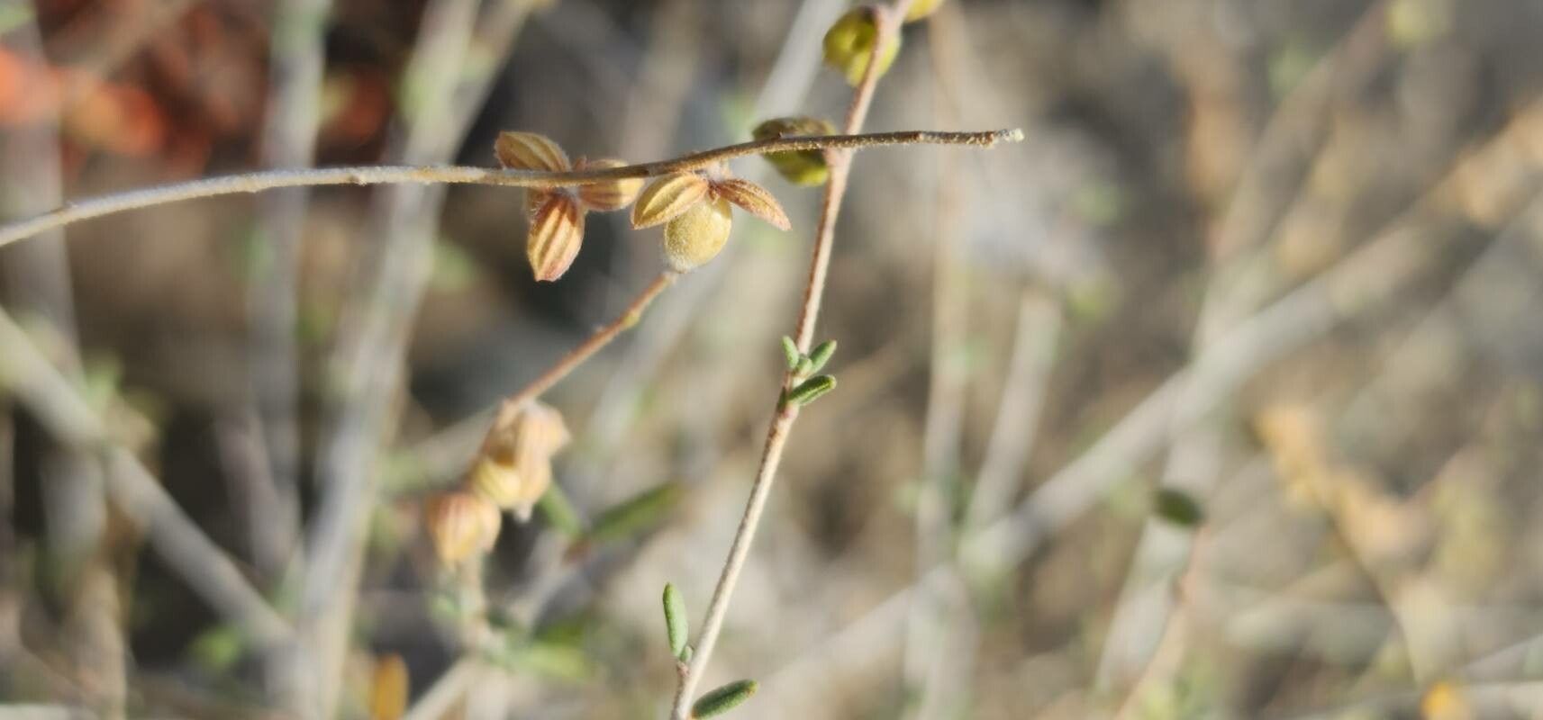 Helianthemum lippii fruit