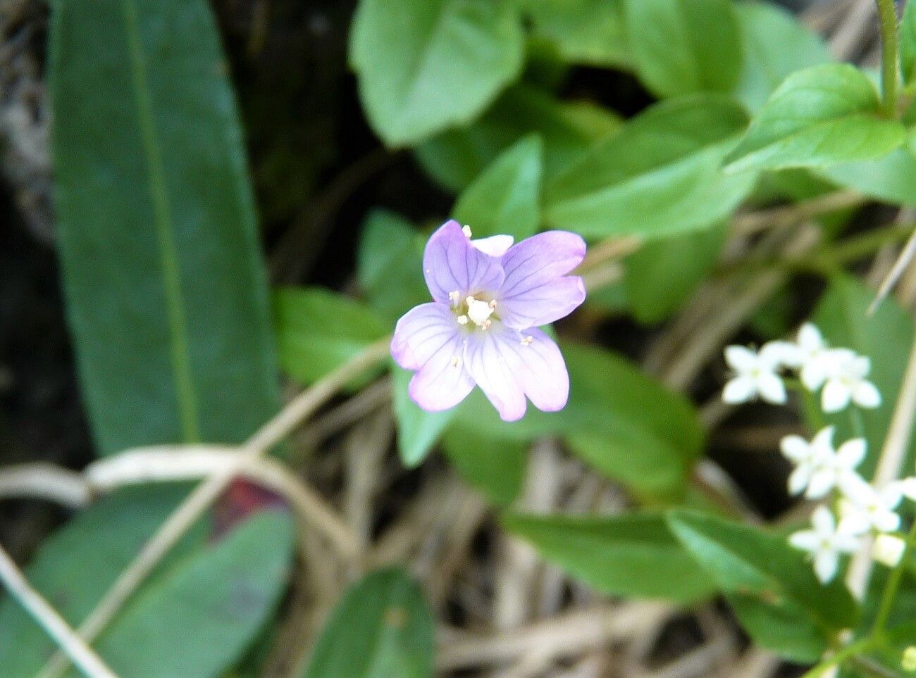 Epilobium duriaei flower