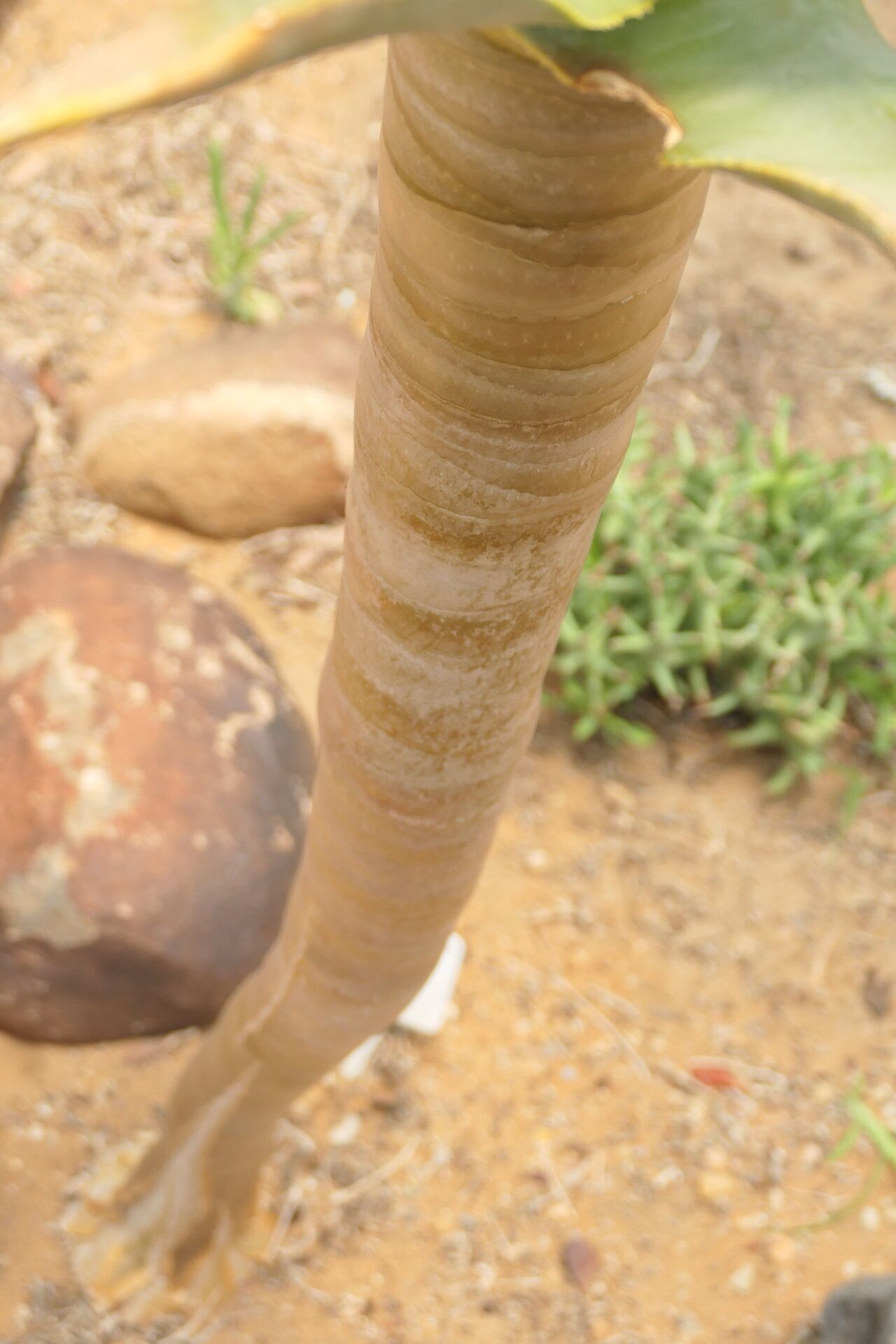 Aloidendron pillansii bark