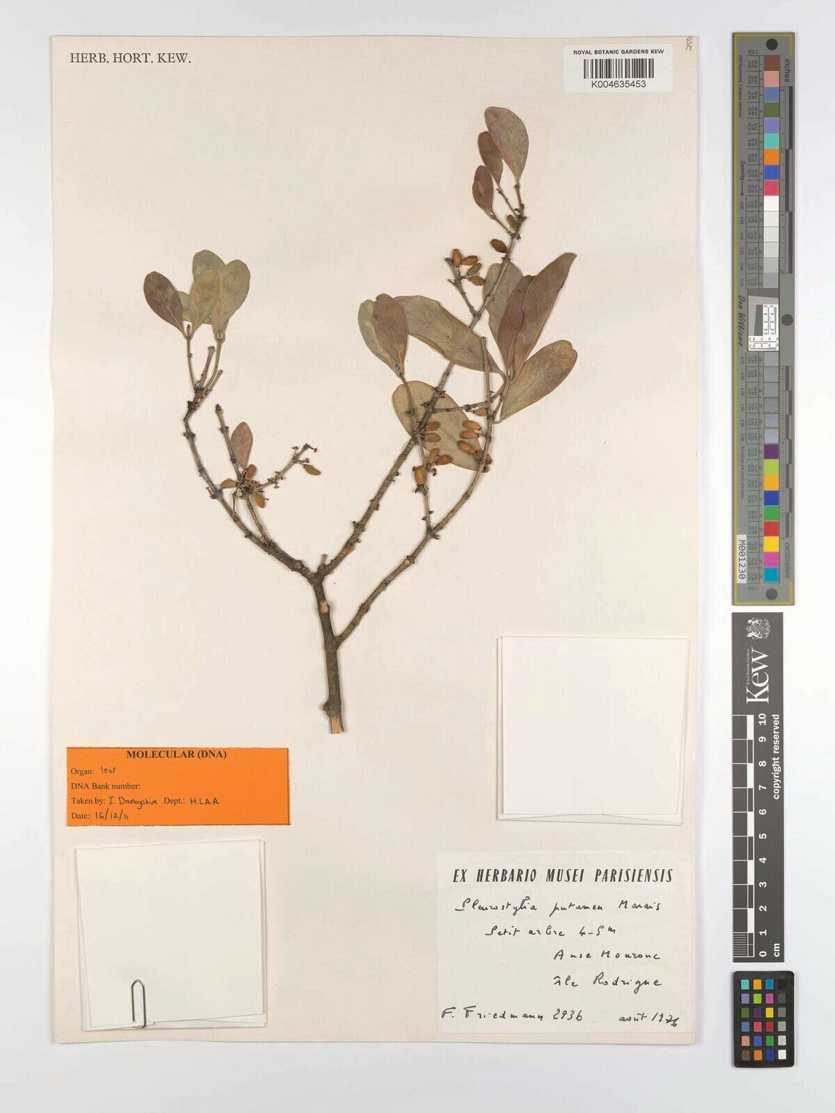 Pleurostylia putamen — related species from the same genus