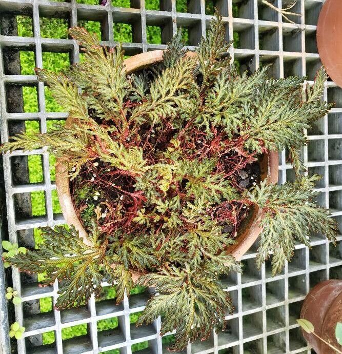 Selaginella erythropus habit