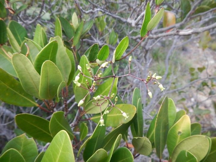 Parsonsia flexilis habit
