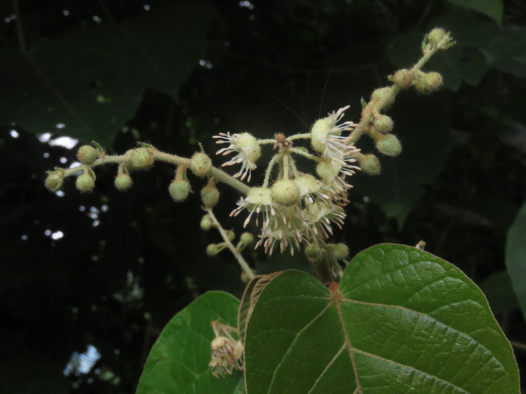 Croton billbergianus leaf