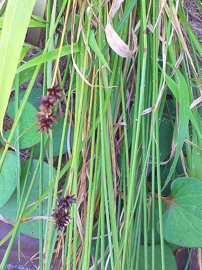 Carex grayi leaf